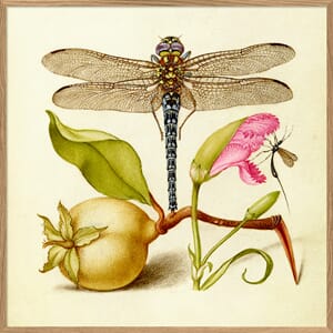 Bilde Dragonfly 61x61