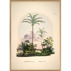 Bilde Astrocaryum vulgare. Cocos nucifera