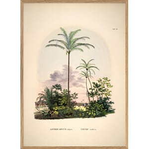 Bilde Astrocaryum vulgare. Cocos nucifera