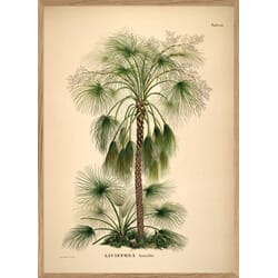 Bilde Livistona Humilis