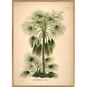 Bilde Livistona Humilis
