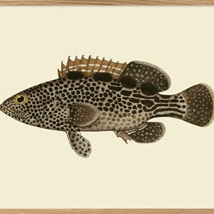 Bilde Brown Dots