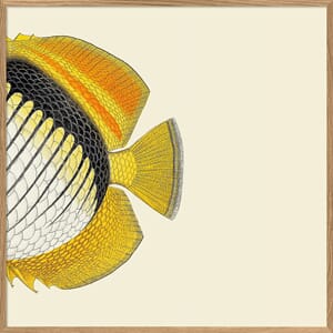 Bilde Half Fish White Yellow Right