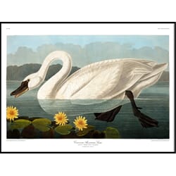 Bilde Swan