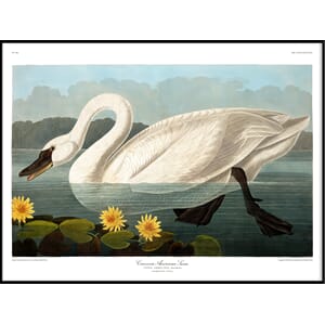Bilde Swan
