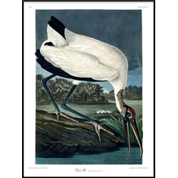 Bilde Wood Ibis