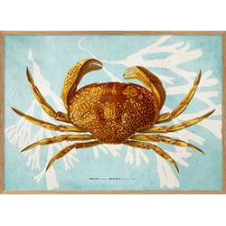 Bilde Hepatus 30x40