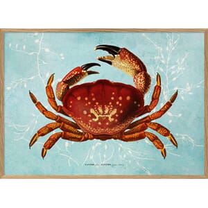 Bilde Xantho 30x40