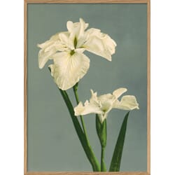 Bilde Iris Laevigata