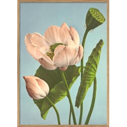Bilde Tripple Lotus