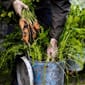 PH1121_Rel 066-Carrots-600x799.jpg