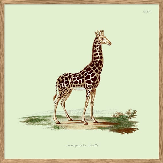 5003 giraffe-Oak-High-Square_1800x1800.jpg