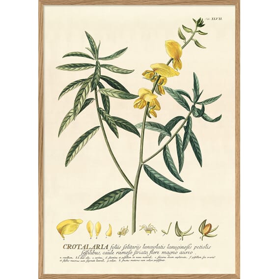 3726 3726-Plantae-Yellow-Crotalaria-Branch-Oak-Web_1800x1800.jpg