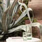 1104265514_Rel fermLIVING-SS22-OliWaterGlassTall-OliJug-image-1.jpg