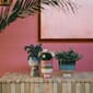 Retro flower pot rosefield (AFC0008) (4).jpg