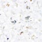 tiptoe 45 plastic (1).jpg