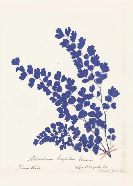 Bilde av Poster And Frame - Poster And Frame Poster Botanical Fern Iii Blue - Lunehjem.no - Interiør På Nett