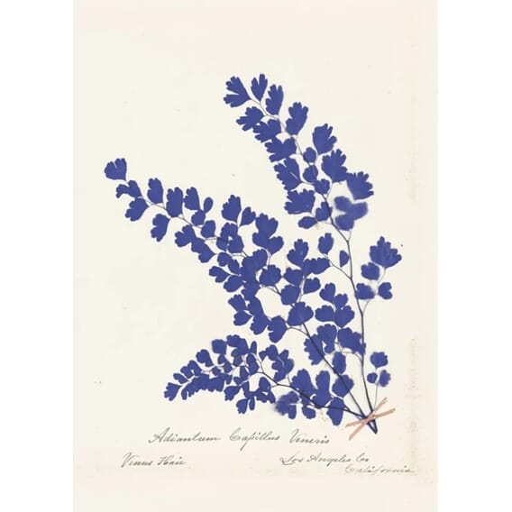fern-III Botanical Fern III Blue.jpg