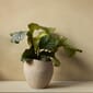 4836649_Rel MENU_Plantas_Planter_7.jpg