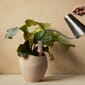 4836649_Rel MENU_Plantas_Planter_Hydrous_Watering_Stick_Hydrous_Watering_Can.jpg