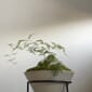 4848649_Rel MENU_Daiza_Planter_8.jpg