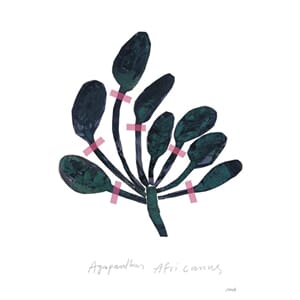 Poster Agapanthus