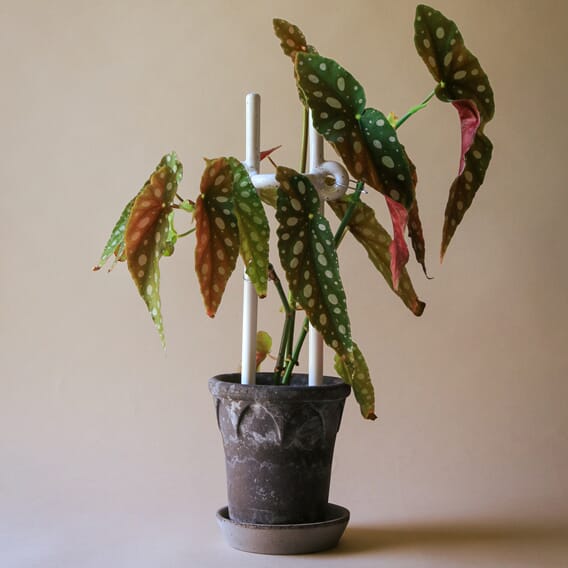 BERGS-POTTER_plant-stake_Folk_Hinto_pest_2164_jk01.jpg