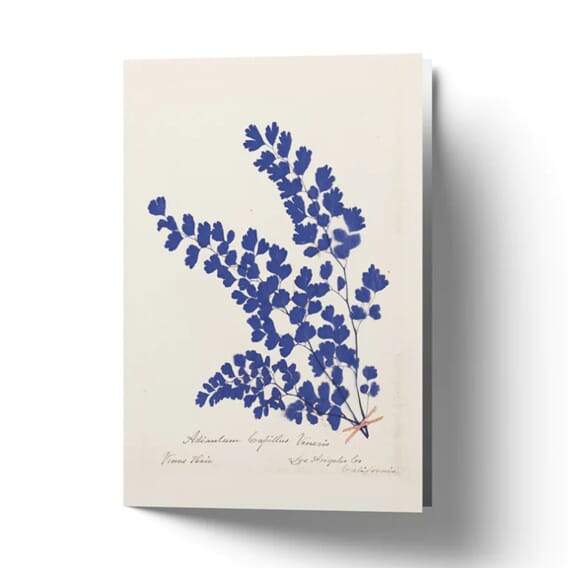 Botanical Fern III Blue (A7).jpg.jpg