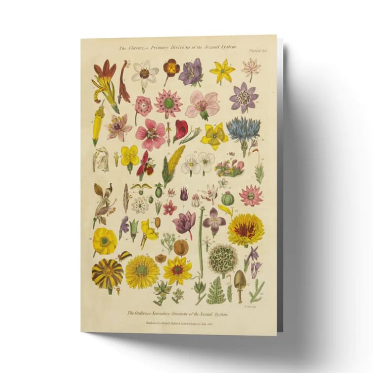 Bilde av Poster And Frame - Poster And Frame Kort Herbal Botanical Xi (a6) - Lunehjem.no - Interiør På Nett