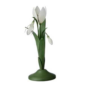 Lysestake Snowdrop Ivy