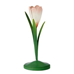 Lysestake Crocus Powder