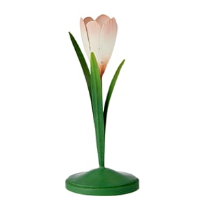 Lysestake Crocus Powder