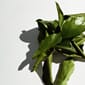 11061_Rel grapefuit_leaves_4.5_1438x1798_5976738d-515f-493e-9953-f42fb62816a4.jpg